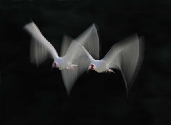 FL, Alafia Bank White ibis pair in flight